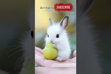 cute bunny part 28 #shorts #viralshorts #viralvideo #bunny #cute