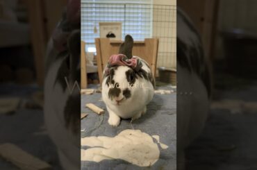 Bunny vs scrunchie #shorts #bunnies #cutebunny #bunny #cuteanimals #pets #lol
