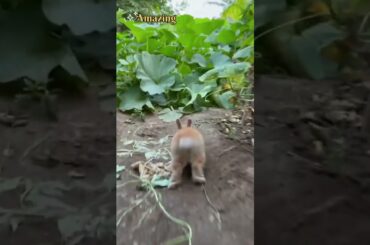 so cute Rabbits   #rabbit #trending #cute #bunny #shorts #subscribe #fyp