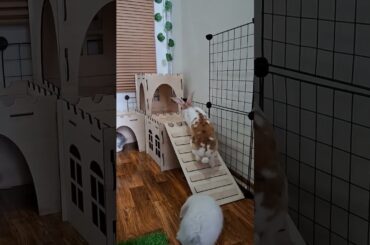 I am so confuse baby #rabbit #kelinci #kelincihias #bunny #cute