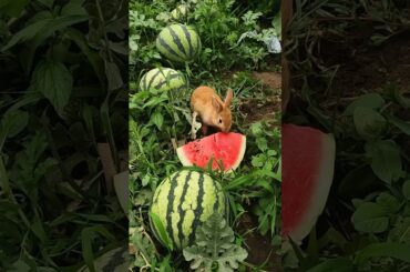 The rabbit was enjoying eating watermelon. #rabbit #shortsfeed #cute #bunny #pets #shorts