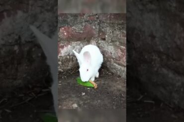 Cute Baby White Rabbit Eating Leaves in Nature | Adorable Bunny Moment#BabyRabbit #CuteBunny #Animal