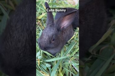 How cute little bunny #babyrabbit #cute #baby #bunny #pets #shorts