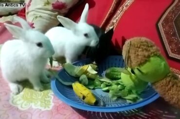 Rabbit 3 Baby | Old 20 Day And Cute Cute Rabbit Baby | Rabbit The Buttfull Animals
