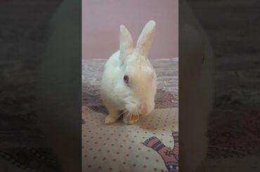#bunny #rabbit #cute #cuteanimals #cutebunny #rabbitbreeds #animal #funny #mybunny #mycuterabbit