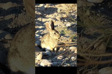 Cute Bunny #bunny #cuteanimals #nature