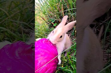 Cute bunny eating purple cabbage . #bunny #rabbit #khargosh