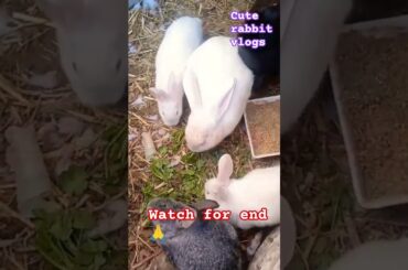 cute baby rabbit eating food#trending #shortsfeed #youtubeshorts