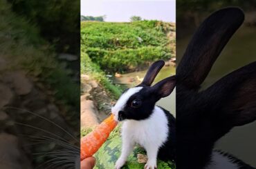 Cute bunny eating carrots , rabbit rural life out of the countryside #rabbit #bunny #khargosh