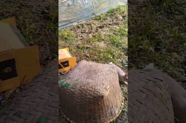 see who #rabbit #cute #bunny #animals #pets