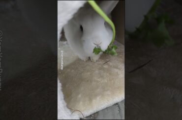 Cute Bunny Rabbit Daily Life (EP2) #YamYamBunny #Bunny #Rabbit