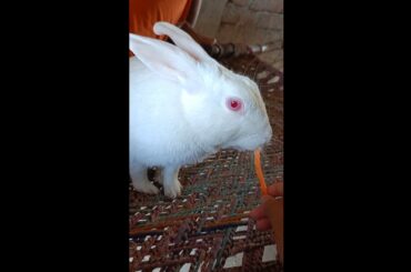rabbit eating carrot #cuterabbit #heaithyrabbit #eatingcarrot #rabbitplays #rabbit #rkpetrabbit