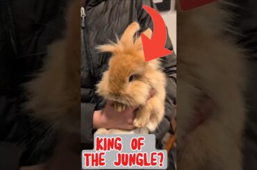 THE REAL KING.#rabbit #animals #pets #bunny #viralshorts  #cutebunny #cute