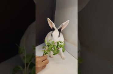 Bunny Tales | Eating Leaf #cute #rabbit #animals #bunny #bunnylife