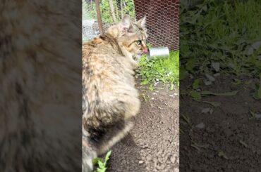 FunnyBunnyCat #cat #rabbitbreeds #funnyanimals #catlover #cute #cute #bunny