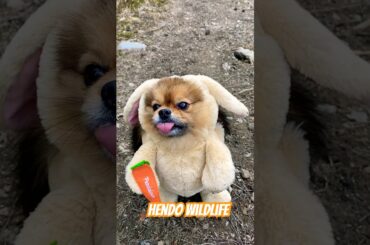 My favorite wildest moment #reels #shorts #cute #beautiful #bunny #dog