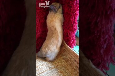 LONGEST Baby Bunny