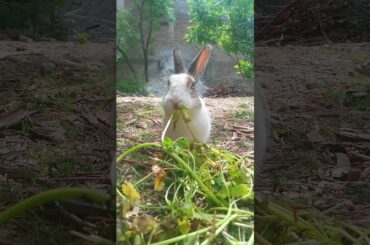 baby rabbit eating plant leaves #rabbitbreeds #rabbit #cute #shorts