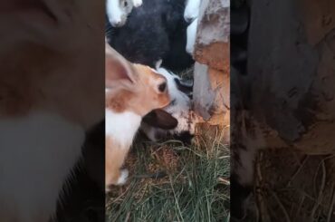 "Baby Rabbit Drinking Milk for the First Time | Cute Bunny Moments #shorts" Cute bunny drinking milk