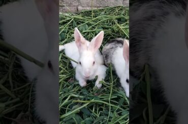 So Cute Rabbits baby | kids video Animals #animal #cute #rabbit