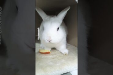 Cute Bunny Rabbit Daily Life (EP4) #YamYamBunny #Rabbit #Bunny