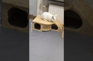 Cute Bunny Rabbit Daily Life (EP3) #YamYamBunny #Rabbit #Bunny