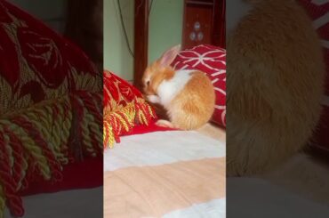 cute rabbit #rabbit #bunny #animals #cute