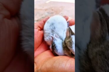 This cute baby rabbit #cute #cats #animals #kitten