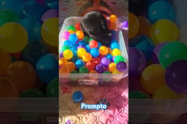 Cute baby bunnies having fun!! #bunny #rabbit #funnyvideo #cute #animal