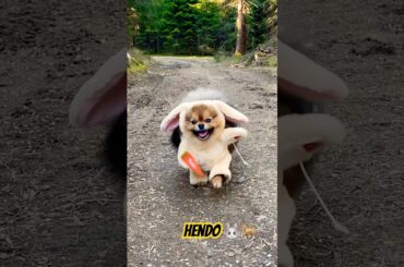 Happiest cute face ever Hendo  #reels #shorts #cute #dog #bunny