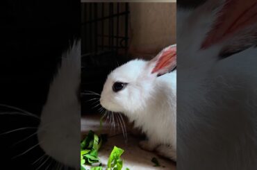 Cutest Baby Rabbit Eating for the First Time!
