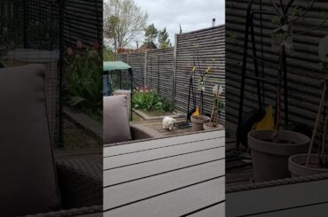 Watch This Sneaky Rabbit Play Hide and Seek Under My Furniture #shorts #animals