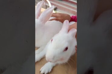 Beauty of Bunny|Baby Rabbits #bunny #rabbit #cute #pets #shorts #viralshort #ytshorts #alhamdulliaj