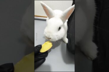 Cute Bunny Rabbit Daily Life (EP6) #YamYamBunny #Bunnylife #Bunny