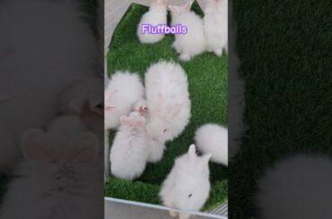 #cuteanimals #cuterabbit #rabbit #bunny #angora #fluffy #petcampus #pets #animals #birds #pigeon