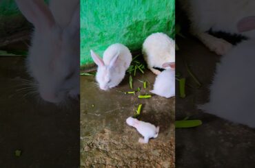 For Buying Rabbit Comment #rabbit #babyrabbit #bunny  #pets #petshorts #animalshorts