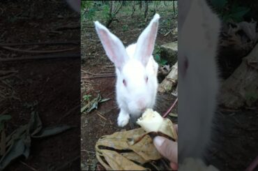 #cute bunny #rabbit #kelinci