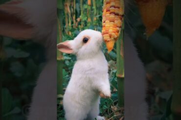 Asmr rabbit eating sweet corn #asmr #cute #rabbit