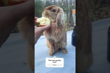 Cute bunny eating an apple #bunny #cuteanimal #rabbit #cutebunny #cute