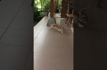 naughty but obedient beloved rabbit #rabbit #bunny  #cute