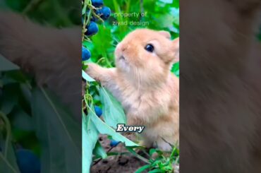 Cute Bunny Enjoys Juicy blue Grapes in the Garden. #animal shorts#BunnyEatsGrapes#rabbitshorts.