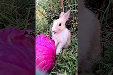 Cute bunny eating purple cabbage . #bunny #rabbit #khargosh