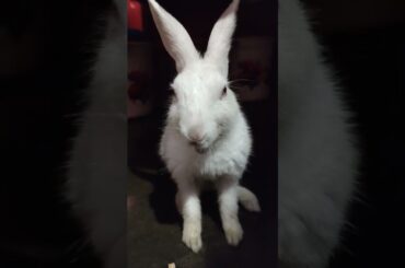 #cute rabbit eating #viralshort video #funny rabbit video #entertainment video