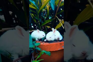 Cuteness Overload: Baby Bunnies Living Their Best Life #shorts #shortsfeed #viralshorts #rabbit