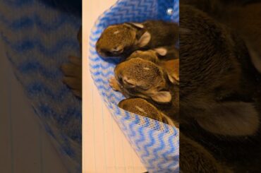 The lovely baby rabbits! #rabbit #easter #easterbunny