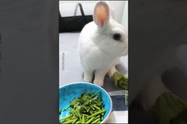 Cute Bunny Rabbit Daily Life (EP11) #YamYamBunny #Khargosh #Bunny