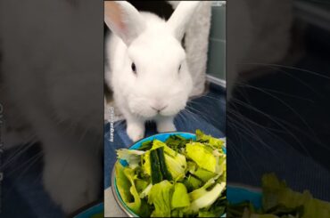 Cute Bunny Rabbit Daily Life (EP14) #YamYamBunny #Rabbit #Bunny