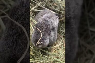 Cute rabbit #shortvideo
