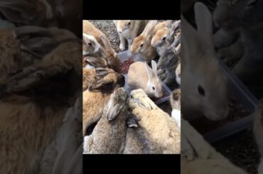 Super cute and adorable rabbit | Cute bunny