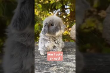 IS THE RABBIT CUTE? #cute #rabbit #new #shorts